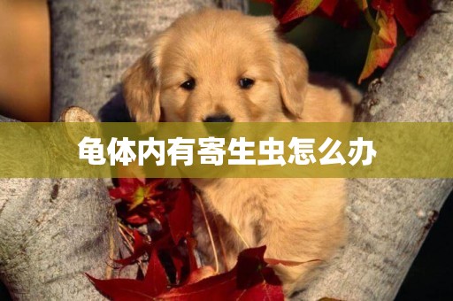 龜體內有寄生蟲怎么辦