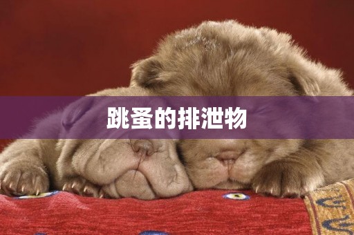 跳蚤的排泄物