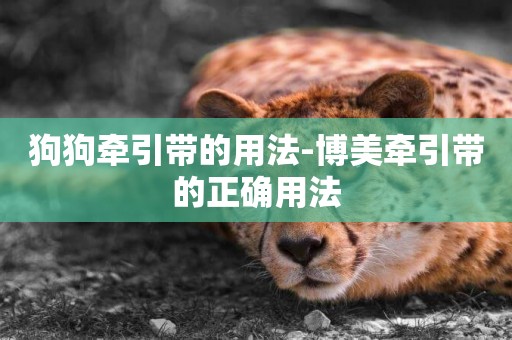 狗狗牽引帶的用法-博美牽引帶的正確用法