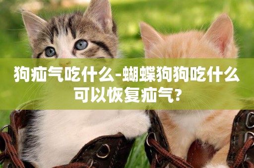 狗疝氣吃什么-蝴蝶狗狗吃什么可以恢復疝氣?