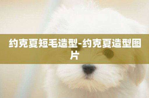 約克夏短毛造型-約克夏造型圖片