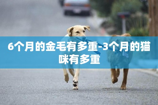 6個月的金毛有多重-3個月的貓咪有多重
