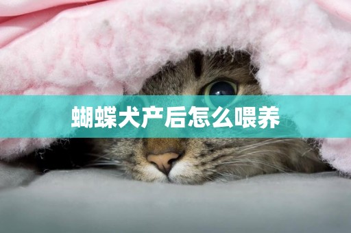 蝴蝶犬產后怎么喂養