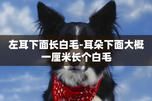 左耳下面長白毛-耳朵下面大概一厘米長個白毛