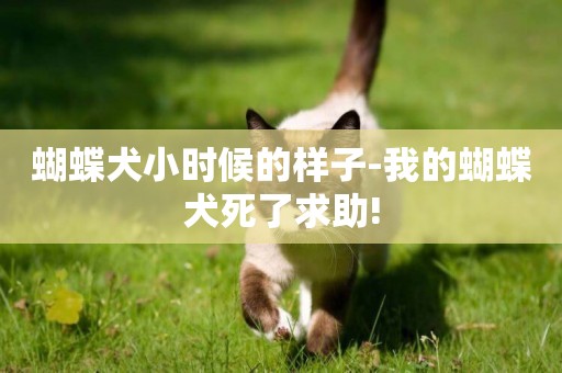 蝴蝶犬小時候的樣子-我的蝴蝶犬死了求助!