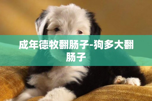 成年德牧翻腸子-狗多大翻腸子