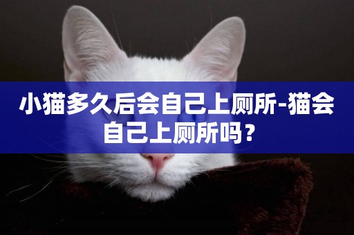 小貓多久后會自己上廁所-貓會自己上廁所嗎？