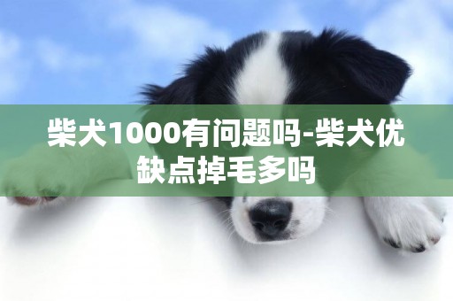 柴犬1000有問題嗎-柴犬優缺點掉毛多嗎