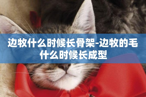 邊牧什么時候長骨架-邊牧的毛什么時候長成型