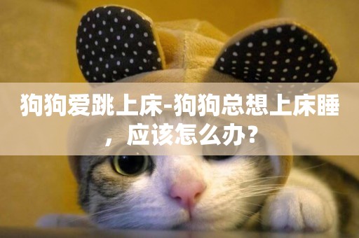 狗狗愛跳上床-狗狗總想上床睡，應該怎么辦？