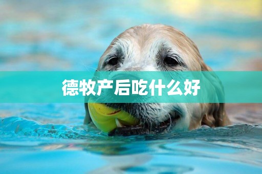 德牧產后吃什么好