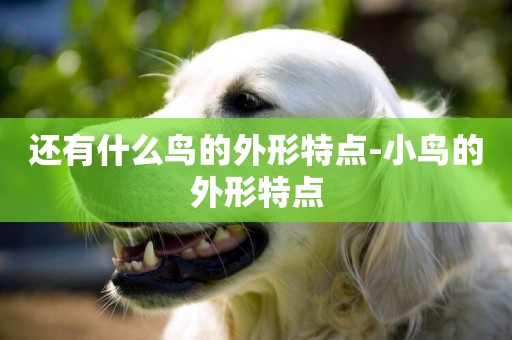 還有什么鳥的外形特點-小鳥的外形特點