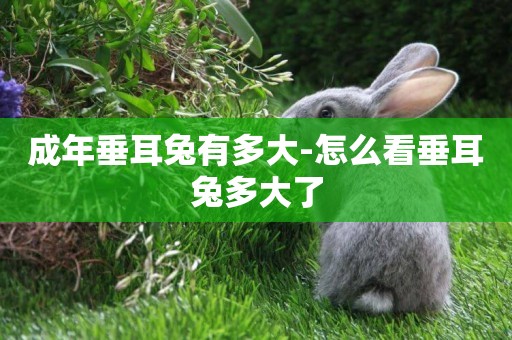成年垂耳兔有多大-怎么看垂耳兔多大了