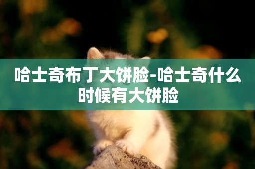 哈士奇布丁大餅臉-哈士奇什么時候有大餅臉
