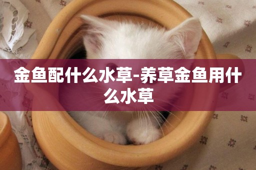 金魚配什么水草-養草金魚用什么水草