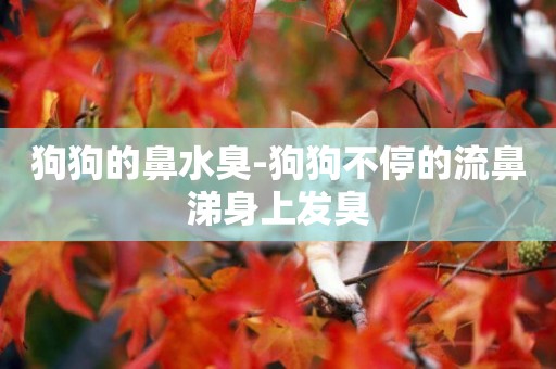 狗狗的鼻水臭-狗狗不停的流鼻涕身上發臭