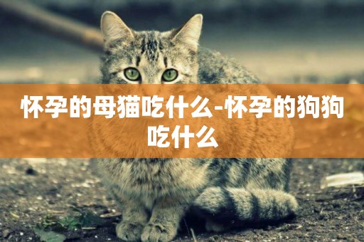 懷孕的母貓吃什么-懷孕的狗狗吃什么