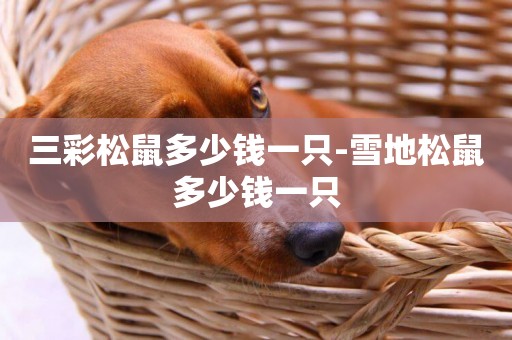 三彩松鼠多少錢一只-雪地松鼠多少錢一只
