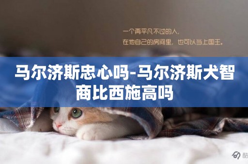 馬爾濟斯忠心嗎-馬爾濟斯犬智商比西施高嗎