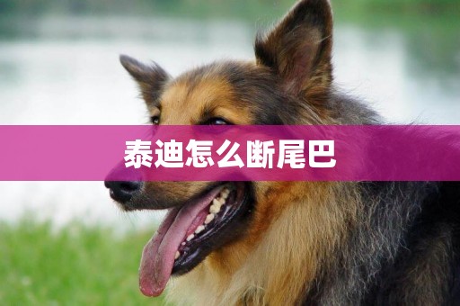 泰迪怎么斷尾巴