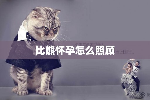 比熊懷孕怎么照顧