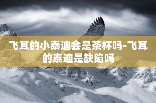 飛耳的小泰迪會是茶杯嗎-飛耳的泰迪是缺陷嗎