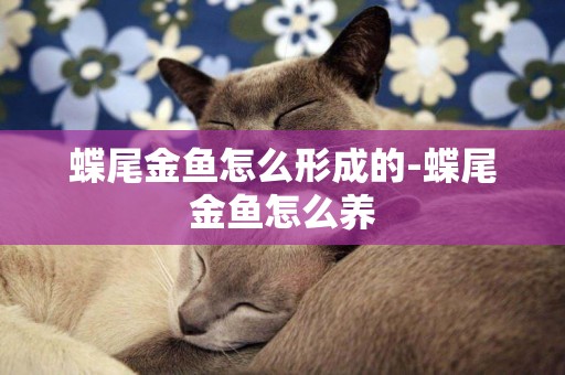 蝶尾金魚怎么形成的-蝶尾金魚怎么養