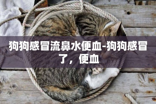 狗狗感冒流鼻水便血-狗狗感冒了，便血