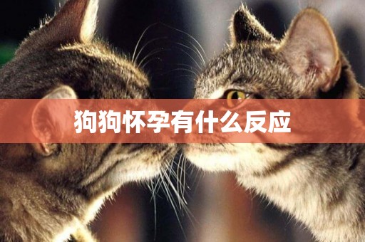狗狗懷孕有什么反應