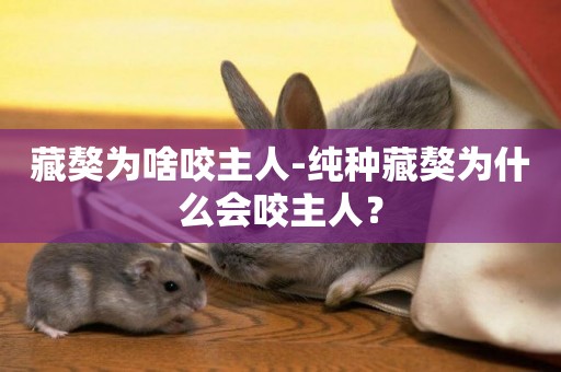 藏獒為啥咬主人-純種藏獒為什么會咬主人？