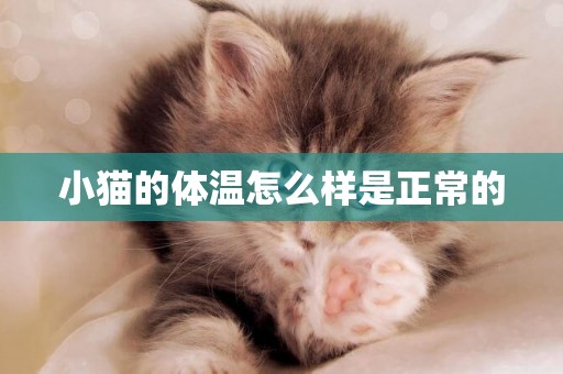 小貓的體溫怎么樣是正常的