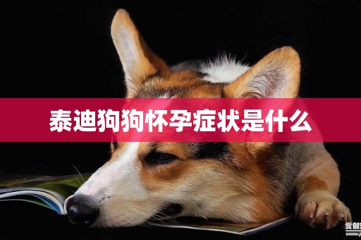 泰迪狗狗懷孕癥狀是什么