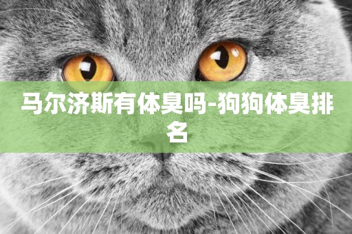 馬爾濟斯有體臭嗎-狗狗體臭排名