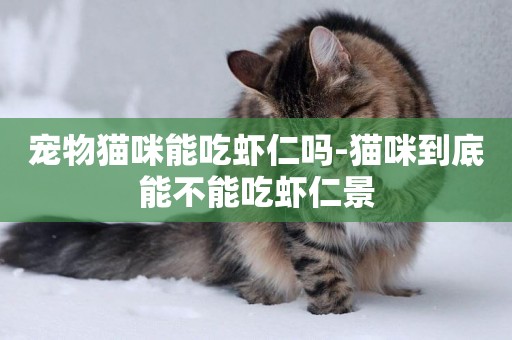 寵物貓咪能吃蝦仁嗎-貓咪到底能不能吃蝦仁景