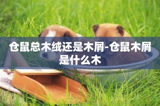 倉鼠總木絨還是木屑-倉鼠木屑是什么木