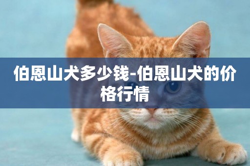 伯恩山犬多少錢-伯恩山犬的價格行情