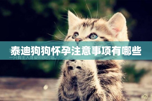 泰迪狗狗懷孕注意事項有哪些