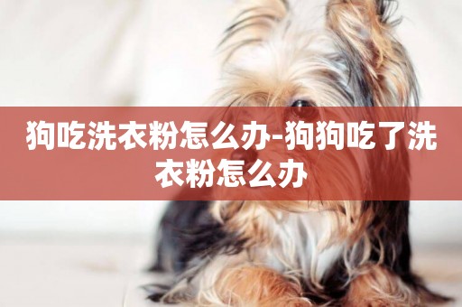 狗吃洗衣粉怎么辦-狗狗吃了洗衣粉怎么辦