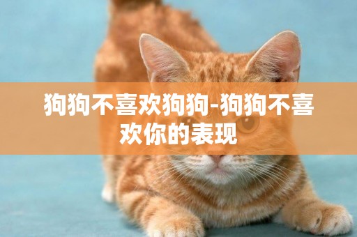 狗狗不喜歡狗狗-狗狗不喜歡你的表現
