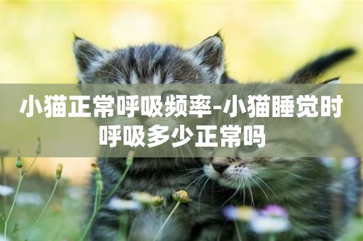 小貓正常呼吸頻率-小貓睡覺時呼吸多少正常嗎