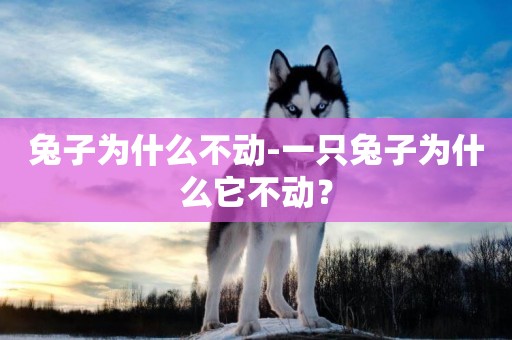 兔子為什么不動-一只兔子為什么它不動？