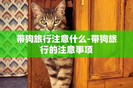 帶狗旅行注意什么-帶狗旅行的注意事項