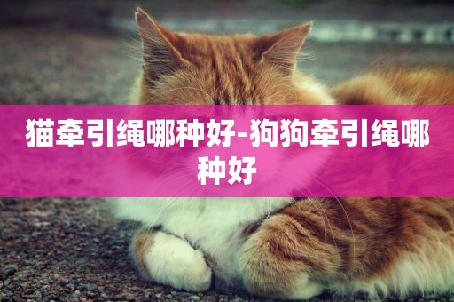 貓牽引繩哪種好-狗狗牽引繩哪種好