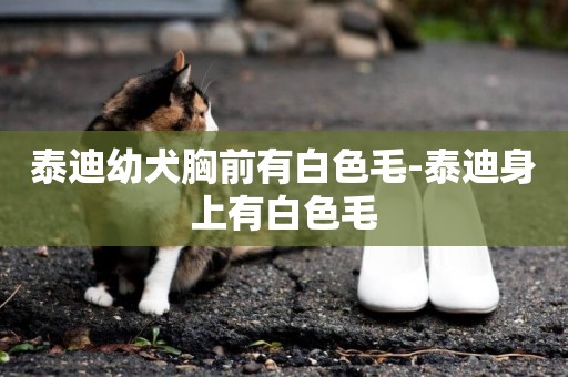 泰迪幼犬胸前有白色毛-泰迪身上有白色毛