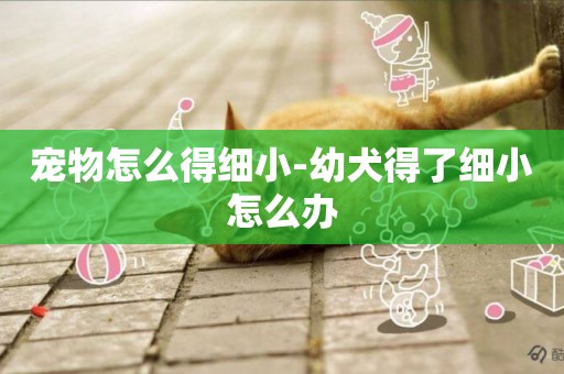 寵物怎么得細小-幼犬得了細小怎么辦