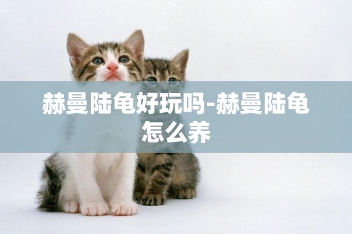 赫曼陸龜好玩嗎-赫曼陸龜怎么養