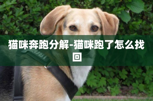 貓咪奔跑分解-貓咪跑了怎么找回