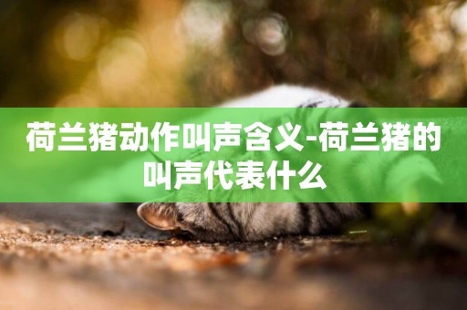 荷蘭豬動作叫聲含義-荷蘭豬的叫聲代表什么