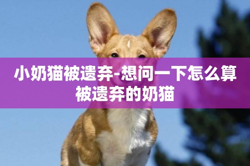 小奶貓被遺棄-想問一下怎么算被遺棄的奶貓