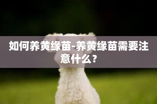 如何養黃緣苗-養黃緣苗需要注意什么？